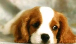 狗心在线观看,温情治愈，宠物与人类的深情故事