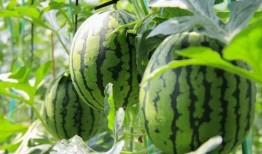 威海哪里可以免费吃瓜,夏日消暑好去处大盘点